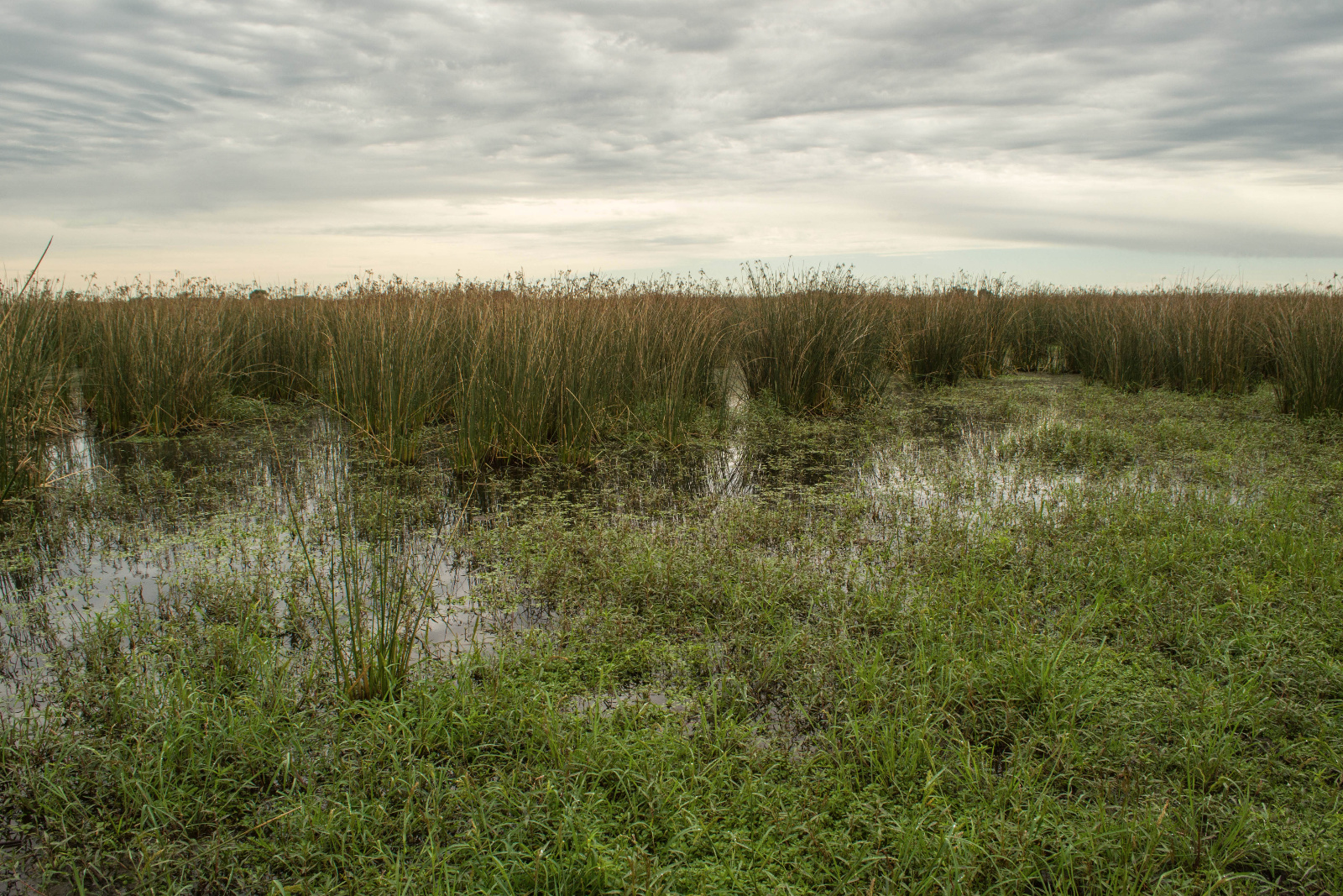 Habitat   Pablo Saibene